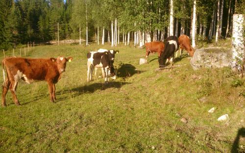 Vinterhagarna växelbetas med nöt för att minimera parasitangrepp