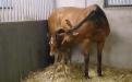 Hingst Be Happy Boy e: Enjoy Lavec u: Tricolore